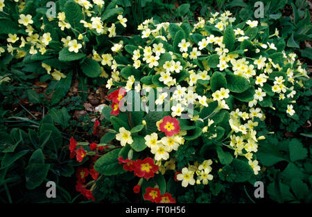 Close-up of yellow and red primroses Stock Photo
