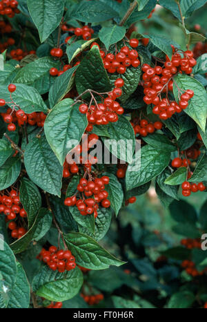 Close-up of red berried Cotoneaster Sikangensis Stock Photo