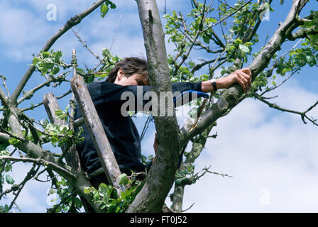 Gardener standing on ladder and pruning an apple tree     FOR EDITORIAL USE ONLY Stock Photo