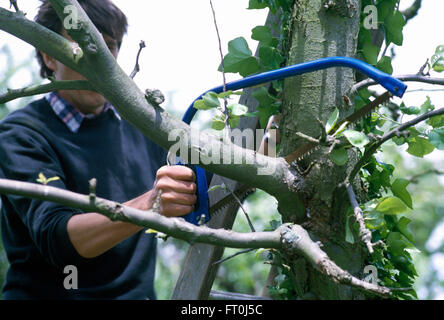 Gardener pruning an apple tree     FOR EDITORIAL USE ONLY Stock Photo