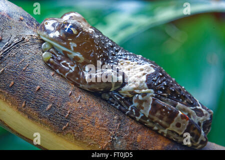 Mission golden-eyed tree frog or Amazon milk frog (Trachycephalus resinifictrix) is a large species of arboreal frog. Stock Photo