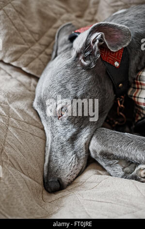 Lomo, film effect portrait of a grey Whippet dog.Shallow d o f Stock Photo