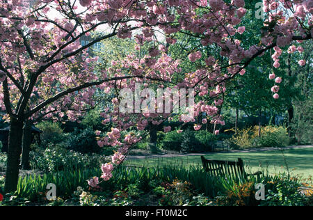 Pink flowering prunus in border in a large town garden Stock Photo