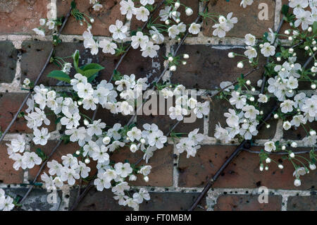 Close-up of a white blossomed espaliered cherry on a brick wall Stock Photo