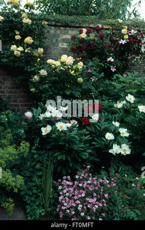 White peonies under-planted with night-scented stock in border of a walled garden with pale yellow climbing roses Stock Photo