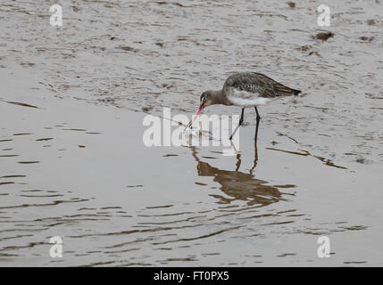 Black tailed Godwit Limosa limosa feeding in a muddy creek on the Norfolk coast. Stock Photo