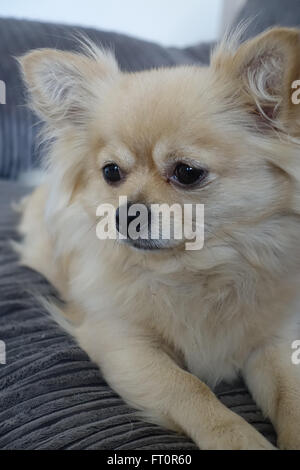 Pomchi Puppy Stock Photo 276145756 Alamy