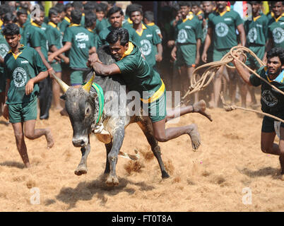 Jallikattu /taming the bull is a 2000 year old sport in Tamilnadu,India.It happens during pongal (harvest festival) celebrations Stock Photo