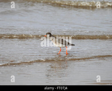 Redshank Tringa totanus wading along the shoreline. Stock Photo