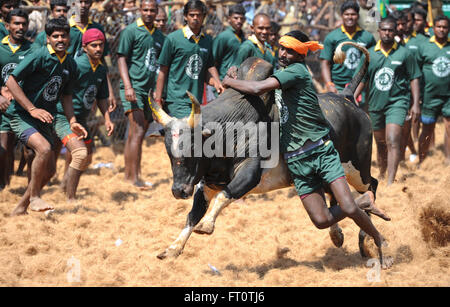 Jallikattu /taming the bull is a 2000 year old sport in Tamilnadu,India.It happens during pongal (harvest festival) celebrations Stock Photo