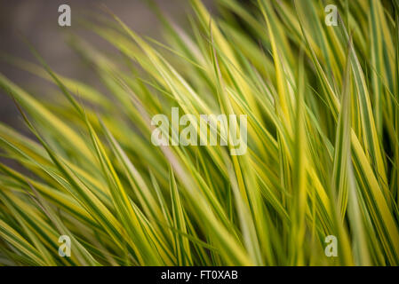 Hakonechloa macra 'Aureola' seen in close up. Golden variegated grass. Stock Photo