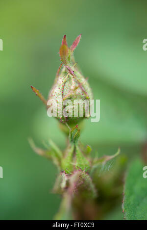 Close up of a garden rose bud with soft green background. Stock Photo