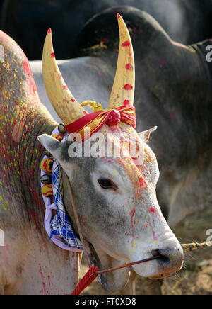 Portrait of Jallikattu Bull.Jallikattu bull taming during Pongal festival.Madurai,Tamil Nadu,India. Indian Bull Fight is banned. Stock Photo