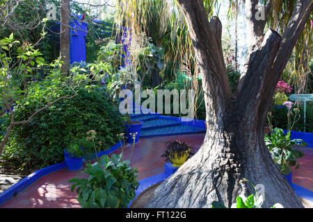 YSL's garden, Majorelle Garden, Marrakech, Morocco Stock Photo