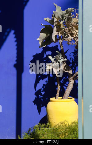 YSL's garden, Majorelle Garden, Marrakech, Morocco Stock Photo