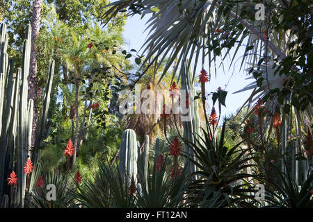 YSL's garden, Majorelle Garden, Marrakech, Morocco Stock Photo