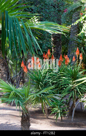 YSL's garden, Majorelle Garden, Marrakech, Morocco Stock Photo