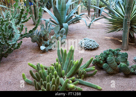 YSL's garden, Majorelle Garden, Marrakech, Morocco Stock Photo