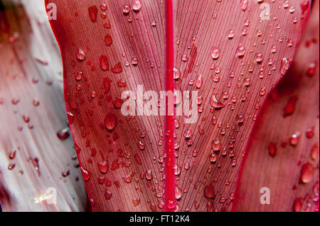 Detail of water drops on red tropical leaf, Mangareva, Gambier Islands, French Polynesia, South Pacific Stock Photo