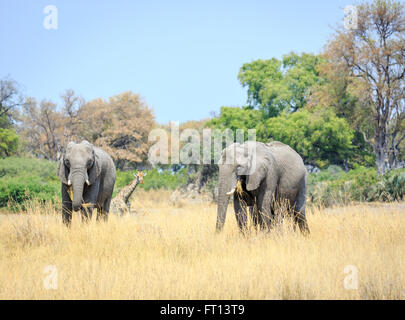 Two African bush elephants (Loxodonta africana) eating grass, and giraffe, grassland landscape, Sandibe Camp, Moremi Game Reserve, Kalahari, Botswana