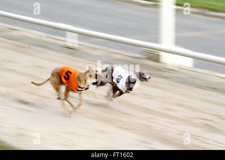 motion blur photo of two greyhounds racing at Walthamstow Stadium, London Stock Photo