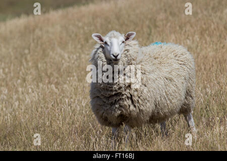 Woolly sheep in field looking forward Stock Photo