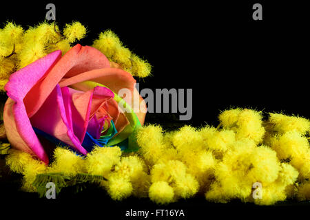 mimosa and multicolored rose on black background Stock Photo