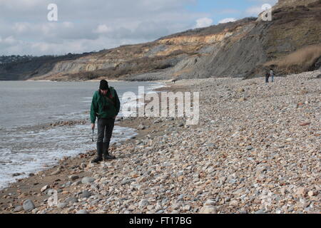 fossil hunting on Charmouth beach Stock Photo