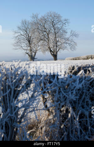 Trees, fields andhedge rows in the cotswolds covered by a thick hoar or rime frost in the middle of a freezing winter. Stock Photo