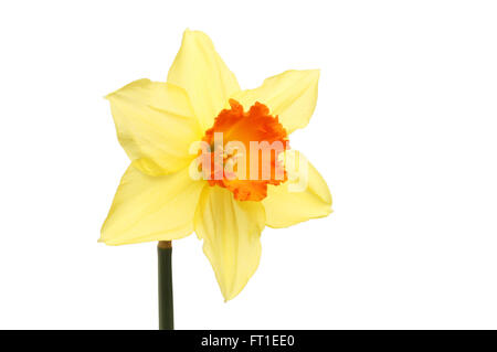 Single bright yellow and orange Daffodil flower isolated against white Stock Photo