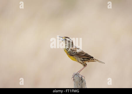 Beautiful Eastern Meadowlark male perched on a fence post in a pasture field in Central Panama Stock Photo