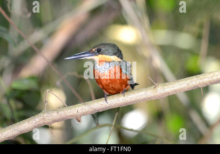 Beautiful Green and Rufous Kingfisher perched on a branch near a creek in the Tropical Rain Forest of Panama Stock Photo