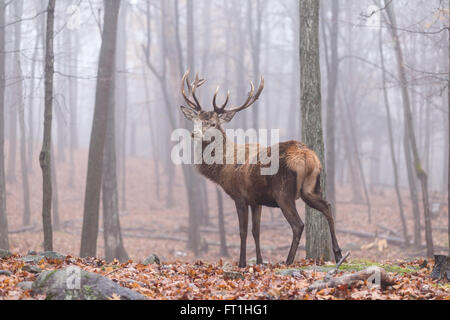 Large male deer in the woods Stock Photo