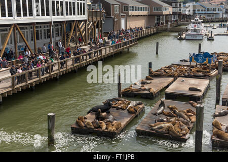 Wild Sea Lions being viewed by people at Pier 39 near Fisherman's Wharf, in San Francisco, California, USA