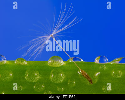 Dandelion seeds caught in water droplets on green grass. Stock Photo
