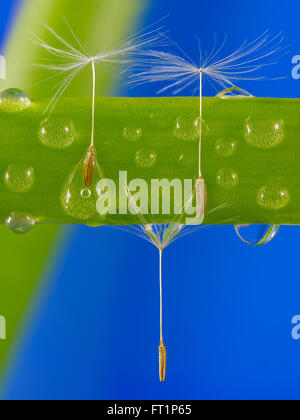 Dandelion seeds caught in water droplets on green grass. Stock Photo