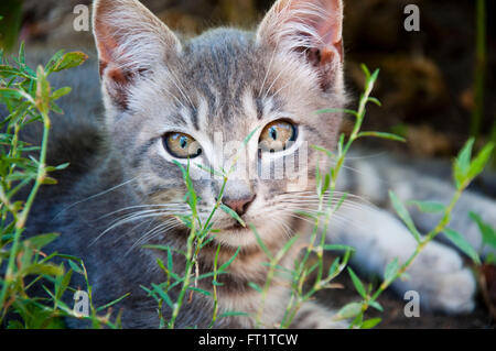 Closeup portrait of one little cute young funny curious kitten with grey striped fur lying in green grass outdoor looking forwar Stock Photo