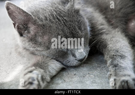 Closeup view of one beautiful resting sleeping cat with fluffy grey fur lying witj closed eyes on ground putting head on paw out Stock Photo