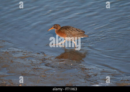 Ridgway's rail wades through the water at Bolsa Chica wetlands Stock Photo