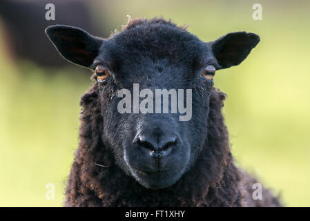 Face of a black sheep ewe looking directly at camera in the Spring. Brecon Beacons, Wales, March Stock Photo