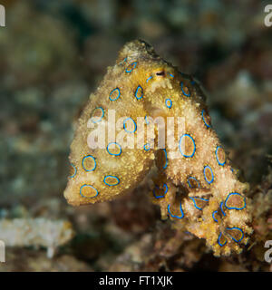 Greater blue-ringed octopus {Hapalochlaena lunulata} displaying blue rings and a textured pattern. Malapascua, Philippines. Nove Stock Photo