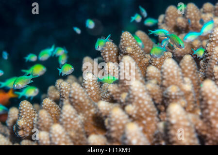 Tiny Bluegreen chromis fish (Chromis viridis) swimming over staghorn coral (Acropora humilis) which they use for protection from Stock Photo