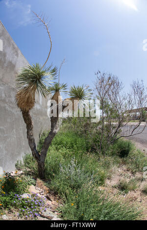 Palms stand tall in the sunlight Stock Photo