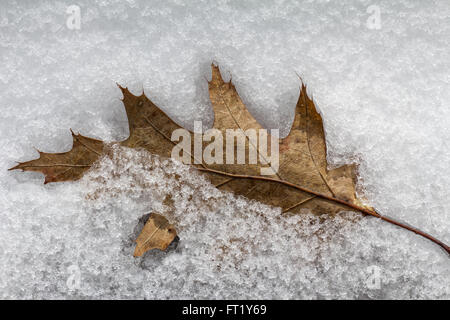 Dead leaf on ice Stock Photo