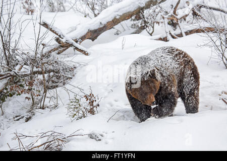 Brown bear (Ursus arctos) walking in forest during snow shower in winter / autumn / spring