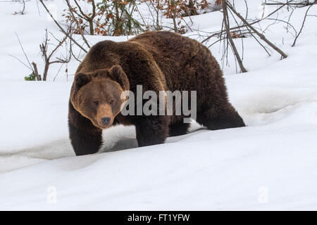 Brown bear (Ursus arctos) walking in forest in the snow in winter / autumn / spring