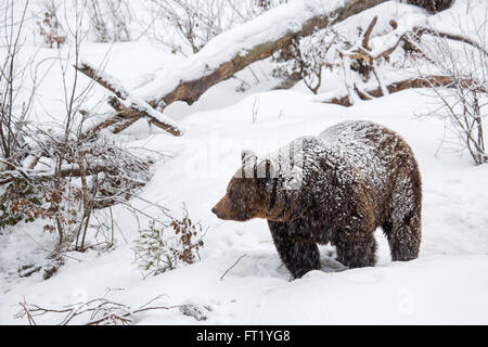 Brown bear (Ursus arctos) walking in forest during snow shower in winter / autumn / spring