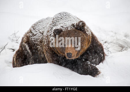 Brown bear (Ursus arctos) resting during snow shower in winter / autumn / spring Stock Photo