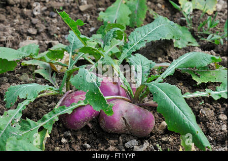 White turnip (Brassica rapa) in field in summer Stock Photo