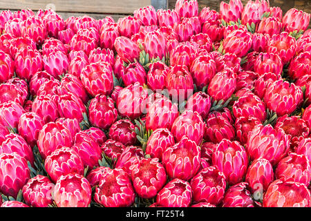 Bunches of Protea grandiceps blooms ready for export from Stellenbosch, South Africa Stock Photo